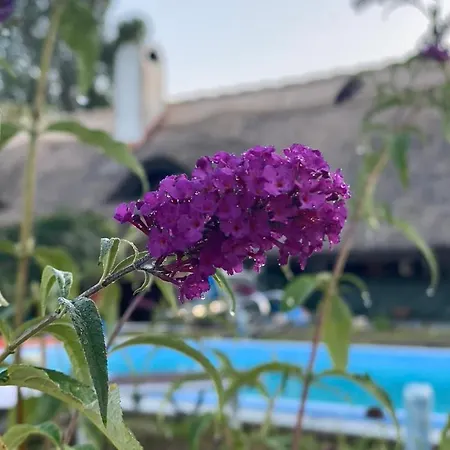 Nyuszifülház Im Weinberg Mit Pool *