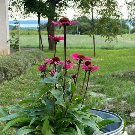 Nyuszifülház Im Weinberg Mit Pool *