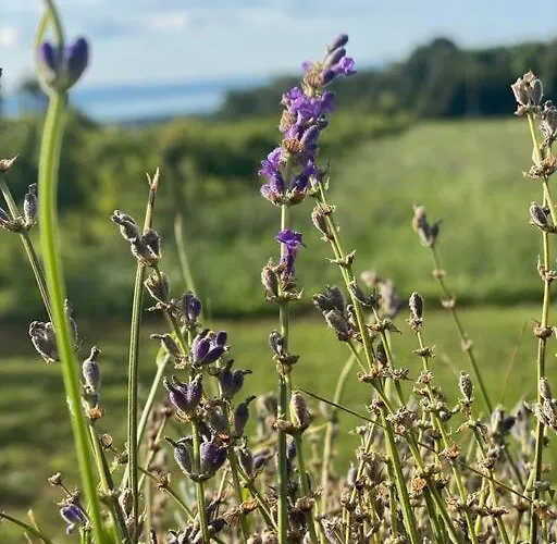 בית נופש Nyuszifuelhaz Im Weinberg Mit Pool