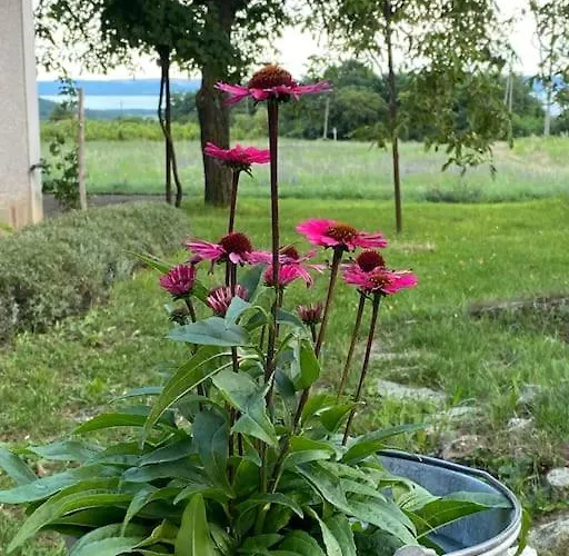 Nyuszifuelhaz Im Weinberg Mit Pool *